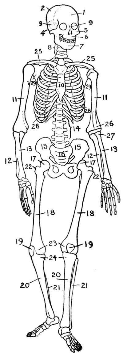 Blank Skeleton Diagram To Label