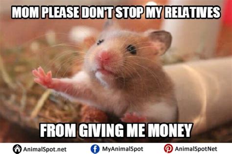 Hamster Memes Images Different Types Of Funny Animal Memes