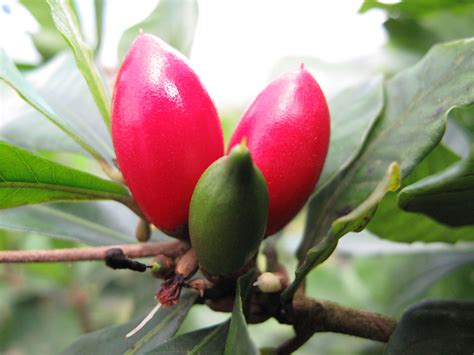 Miracle Fruit Facts And Health Benefits