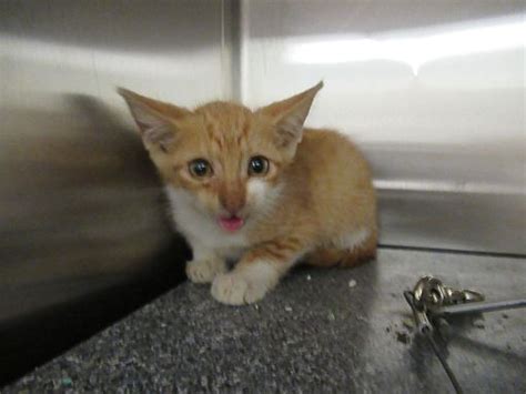Henderson NC Domestic Shorthair Meet George A Cat For Adoption