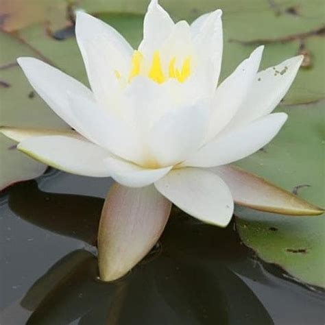 Large Water Lily Nymphaea Gladstoniana Roots Plants