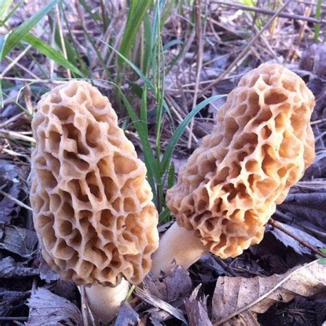 How To Grow Morel Mushrooms In Oklahoma All Mushroom Info