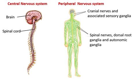 The nervous system consists of the central and the peripheral nervous system. Nervous System - Anatomy QA