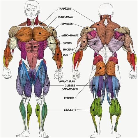 Programme Musculation Musculation Anatomie Du Corps