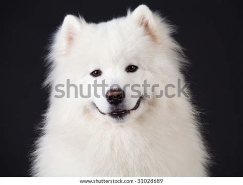 Smile Samoyed Dog Isolated On Black Foto Stock 31028689 Shutterstock
