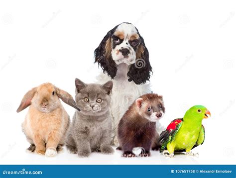 Group Of Pets Together In Front View Isolated On White Background