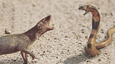 King Cobra Vs Mongoose Real Fight Caught On Camera Wild Animal Youtube