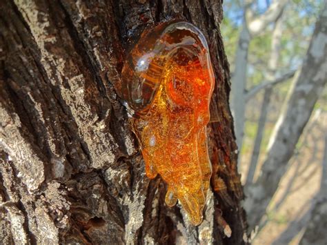 What Is Tree Sap And What Causes It Learn Why Trees Produce Sap