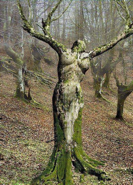 A Tree That Looks Like A Woman Mildlyinteresting