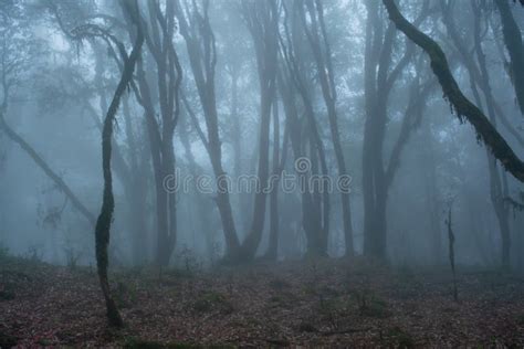 Scary Dark Creepy Foggy Forest Stock Image Image Of Evening Climb