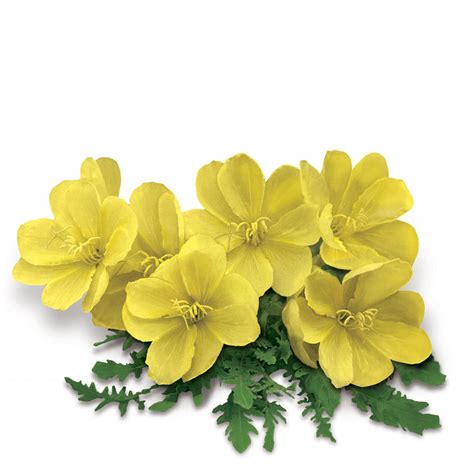 Evening primrose oil has been used for a variety of conditions including rheumatoid arthritis, premenstrual syndrome, menopause symptoms, and although evening primrose oil does not have hormonal properties, some products that contain it may also contain phytoestrogens, which are. Evening Primrose Oil Cold Pressed Natural Massage Carrier ...