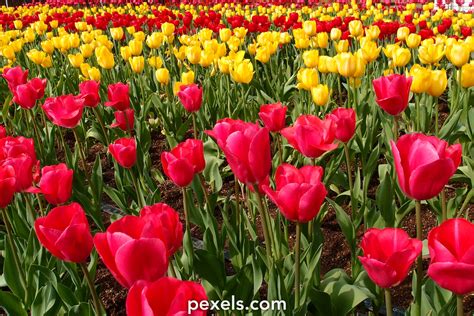 Flower Wallpaper · Pexels · Free Stock Photos