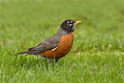Learn More About The Common American Robin