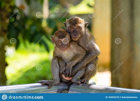 Two Little Monkeys Hug While Sitting On A Fence Stock Image Image Of
