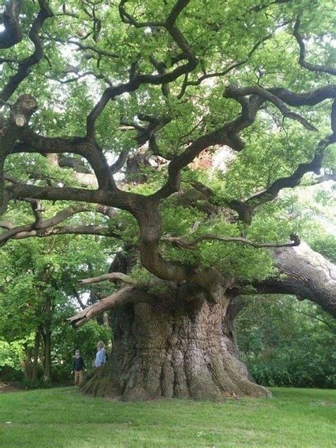 This Oak Tree In England Is Over 1000 Years Old Old Oak Tree Old