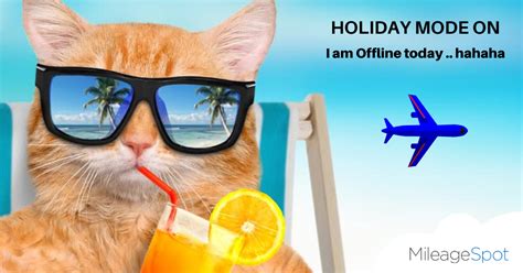 Holiday Mode On Cat Drinking Funny Cat Wallpaper Cats
