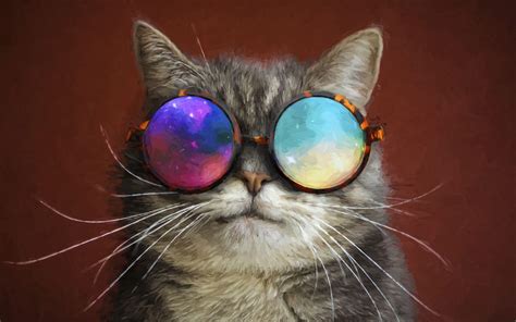 Cat With Glasses Wallpapers Top Free Cat With Glasses Backgrounds Wallpaperaccess