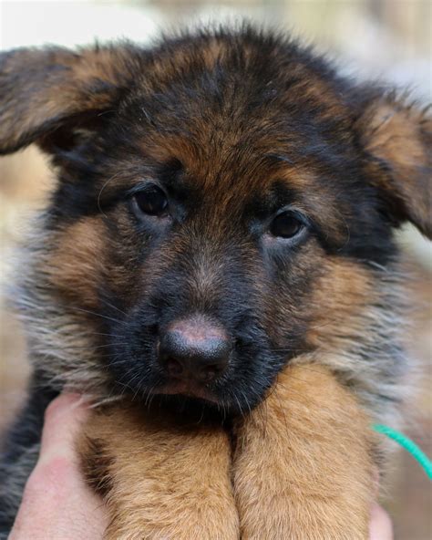 Adorable Cute German Shepherd Puppies Pets Lovers