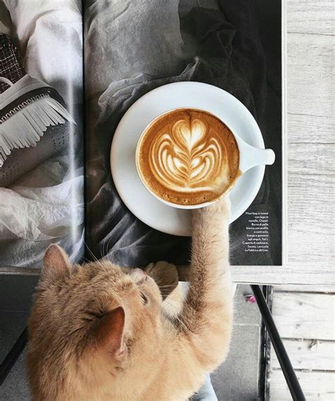 Pinterest Animal Coffee Morning Cat Coffee Latte Art