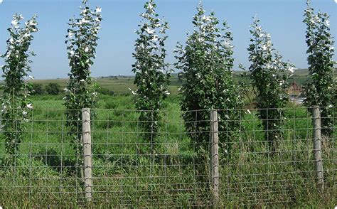 Fast Growing Hybrid Poplar Windbreaks And Privacy Screens
