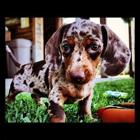 Little angel is a beautiful little female registered dachshund puppy just waiting for a new family to love her! Vladimir | Dapple dachshund, Dapple dachshund puppy ...