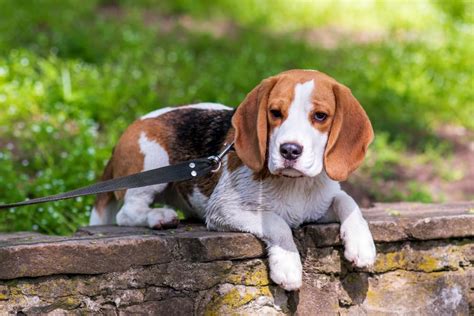 Beagle Vs Basset Hound Which Suits Your Home Best