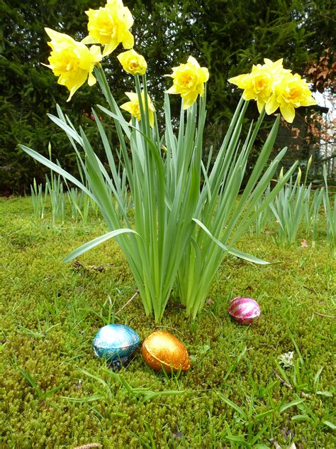 Colorful Foil Easter Eggs With Spring Daffodils Creative Commons Stock