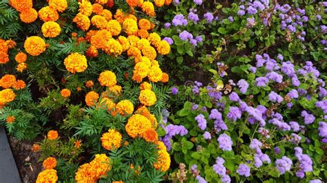 Yellow And Blue Flowers In The Garden Stock Photo Image Of Growth