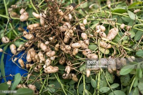 Groundnut Plant Photos And Premium High Res Pictures Getty Images