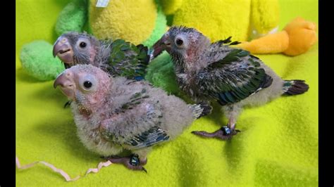 5 Week Old Baby Crimson Bellied Conures Rainbow Parrots Youtube