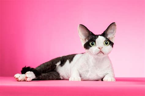猫咪可爱素材 猫咪可爱模板 猫咪可爱图片免费下载 设图网