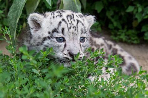 Meet Kitai The Endangered Snow Leopard Cub Zooborns