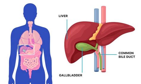 Gallbladder Problems Gallstone Symptoms Diagnosis And Treatment