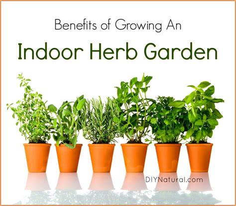 Indoor Herb Garden 5 Reasons You Should Be Growing Herbs