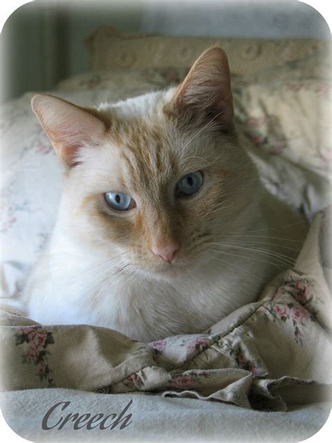 17 Best Images About Flame Point Siamese Cats On Pinterest