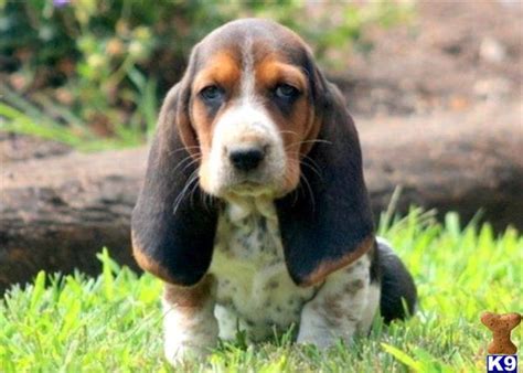 Basset Hound Puppies For Sale Leave Msg To 0 7 5 2 91267
