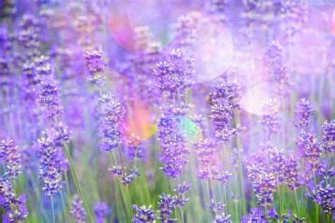 Download Nature Purple Flower Bokeh Flower Lavender 4k Ultra Hd Wallpaper