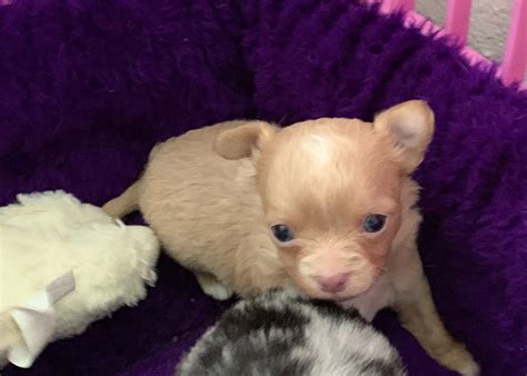 Male chihuahua puppies for sale, chihuahua puppies. Chihuahua Puppies For Sale | Salem, OR #296544 | Petzlover