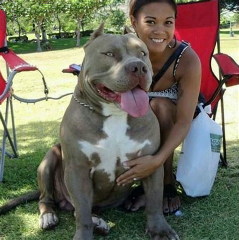 Our pitbull puppies for sale near me parents are purebred quality dogs, we are reputable breeders, the price will be affordable because we as reputable breeders we tend to invest more money than others to take care of our breeding dogs and puppies. XXL Pitbulls, xxl pitbull puppies for sale cheap near me