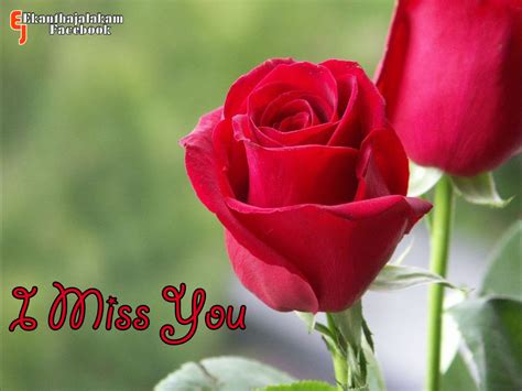 Good night images with flowers and quotes. Lovely Quotes For You: I Miss You in Cute Rose Flower New ...