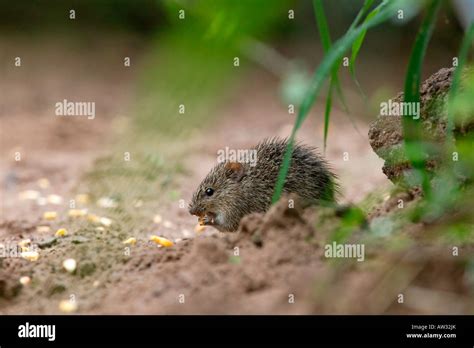 Hispids Cotton Rat South Texas Brush Country Stock Photo Alamy