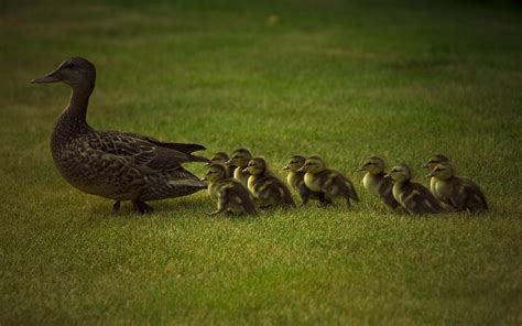 Mother Duck And Ducklings Wallpapers And Images Wallpapers Pictures