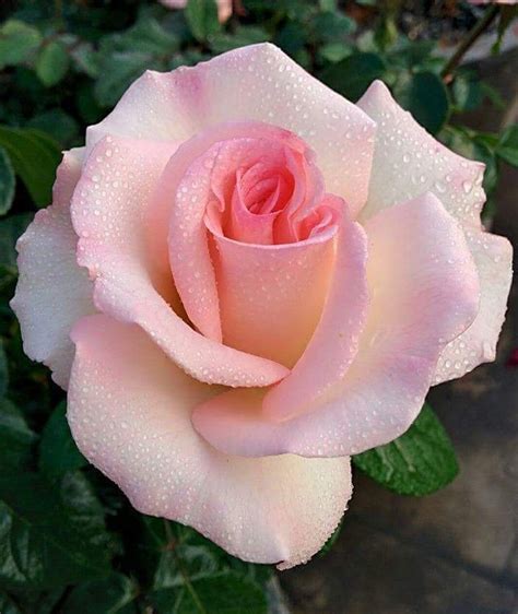 Perfect Pink Hybridtearosespink Rock Flowers Beautiful Rose Flowers