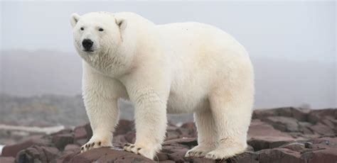 Soul Crushing Video Of Starving Polar Bear Exposes Clim