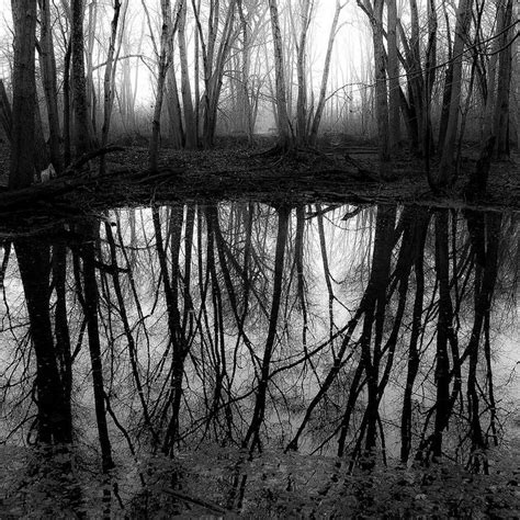 Forest In Fog 001 Forest Fog Photography