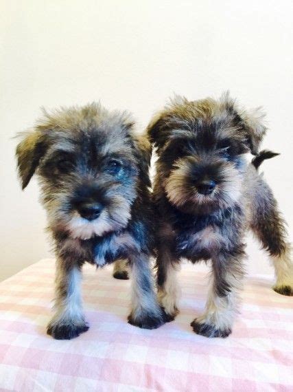Find miniature schnauzer in dogs & puppies for rehoming | 🐶 find dogs and puppies locally for sale or adoption in ontario : Schnauzer Puppies For Sale | Ann Arbor, MI #197174