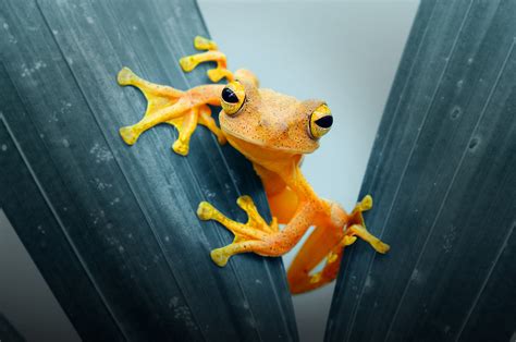 Frog Closeup Hd Animals 4k Wallpapers Images Backgrounds Photos