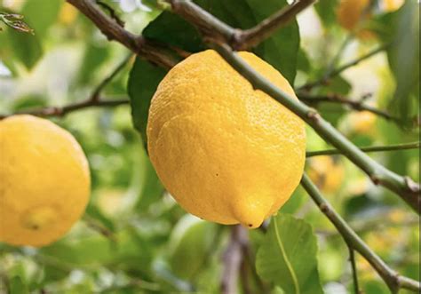 20 Varieties And Types Of Lemons From All Over The World Morflora