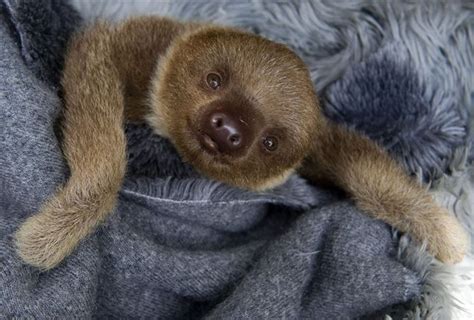The Smile Of A Sloth Differentsolutions