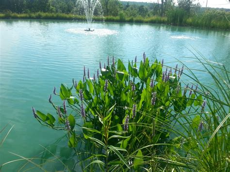 The weeders digest now offers the best sprinkler pump packages and accessories by beachgroomer. Pond Weeds
